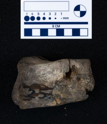 Media type: image;   Vertebrate Paleontology VPM-15735 Description: Photograph of an articular surface of a tarsal bone of MCZ VPM-15753, Mammuthus primigenius.;